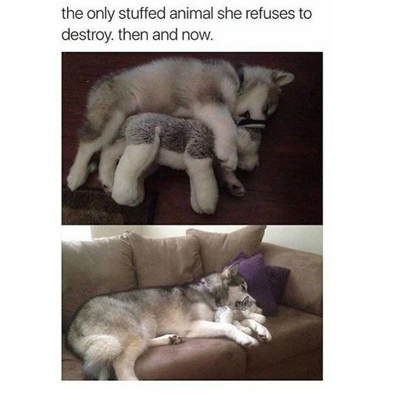 the only stuffed animal she refuses to destroy. then and now.