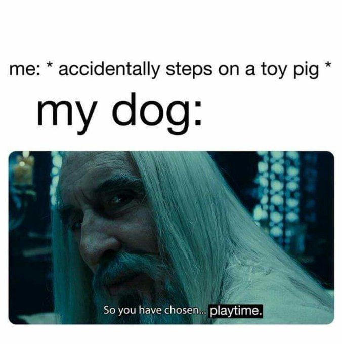 me: accidentally steps on a toy pig * my dog: So you have chosen... playtime.