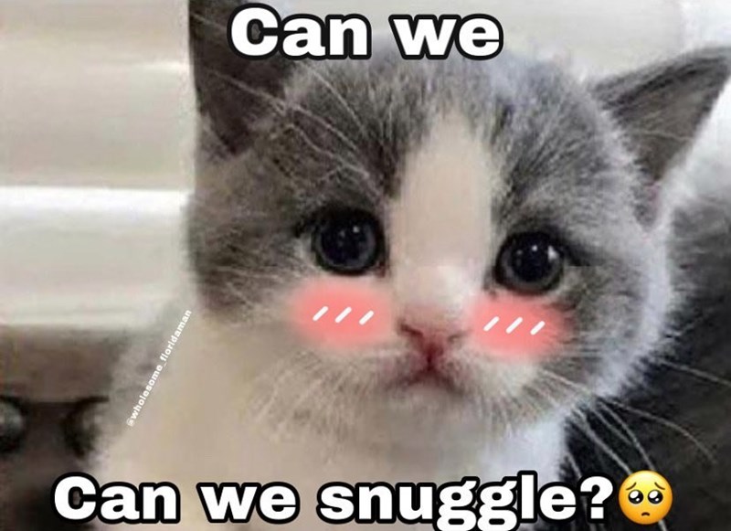 wholesome floridaman Can we Can we snuggle?
