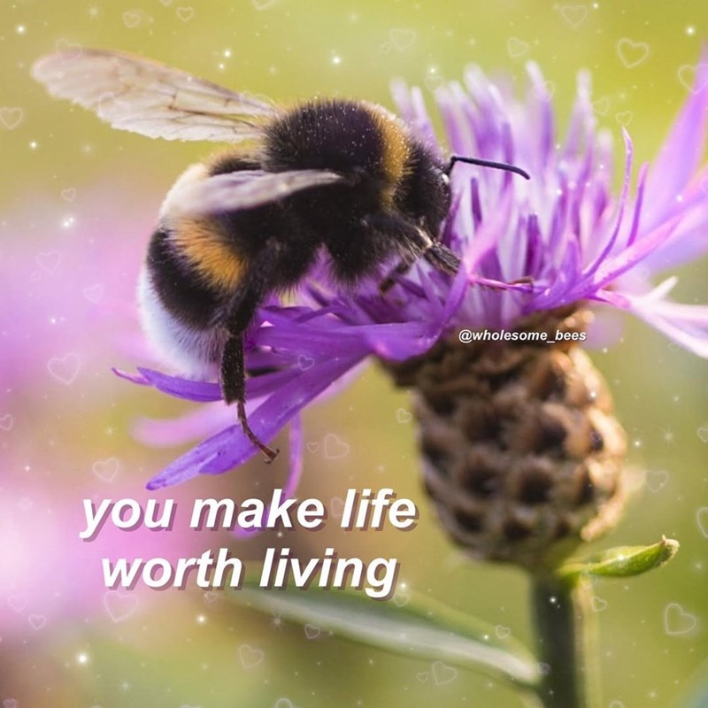you make life worth living. @wholesome_bees