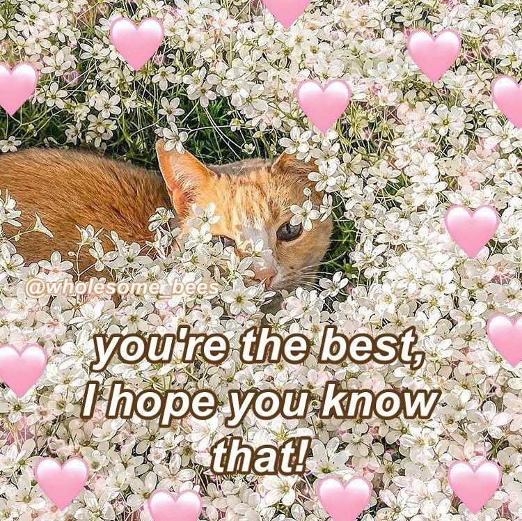 @wholesomer bees you're the best, I hope you know that!