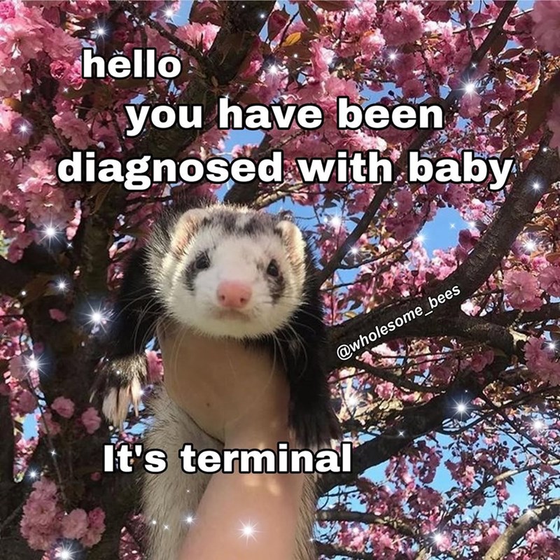 hello you have been diagnosed with baby It's terminal @wholesome_bees