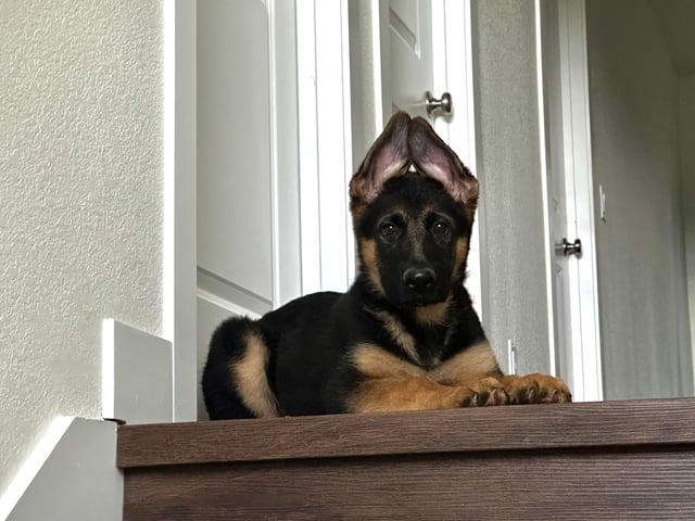 Cheezburger Image 10616904448