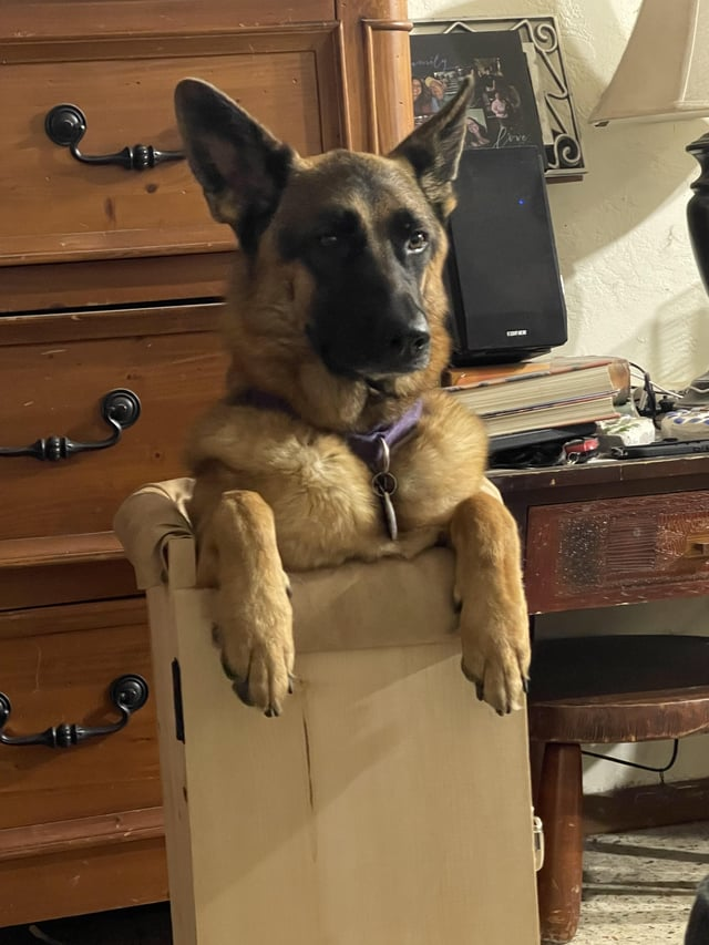 Cheezburger Image 10616904704