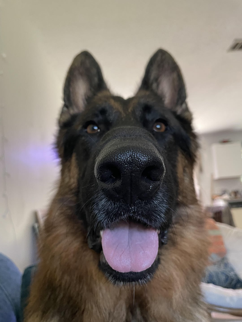 Cheezburger Image 10616904960