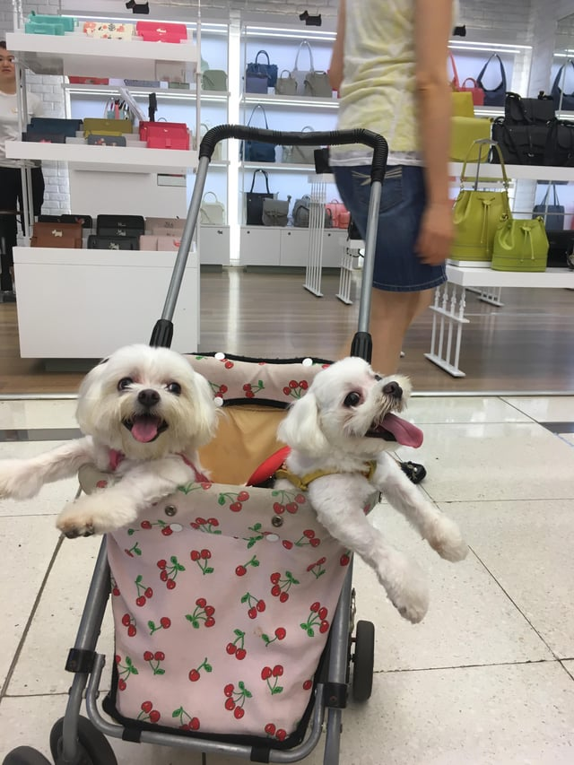 Cheezburger Image 10616906496