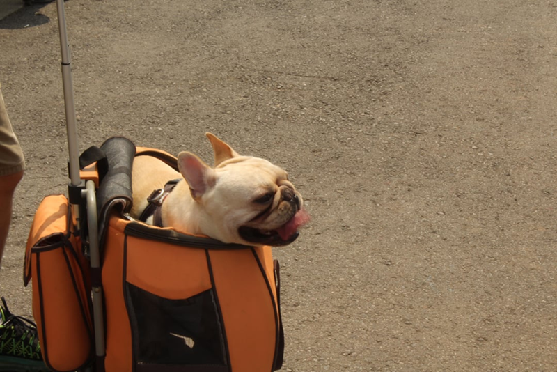 Cheezburger Image 10616908032