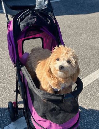 Cheezburger Image 10616908288