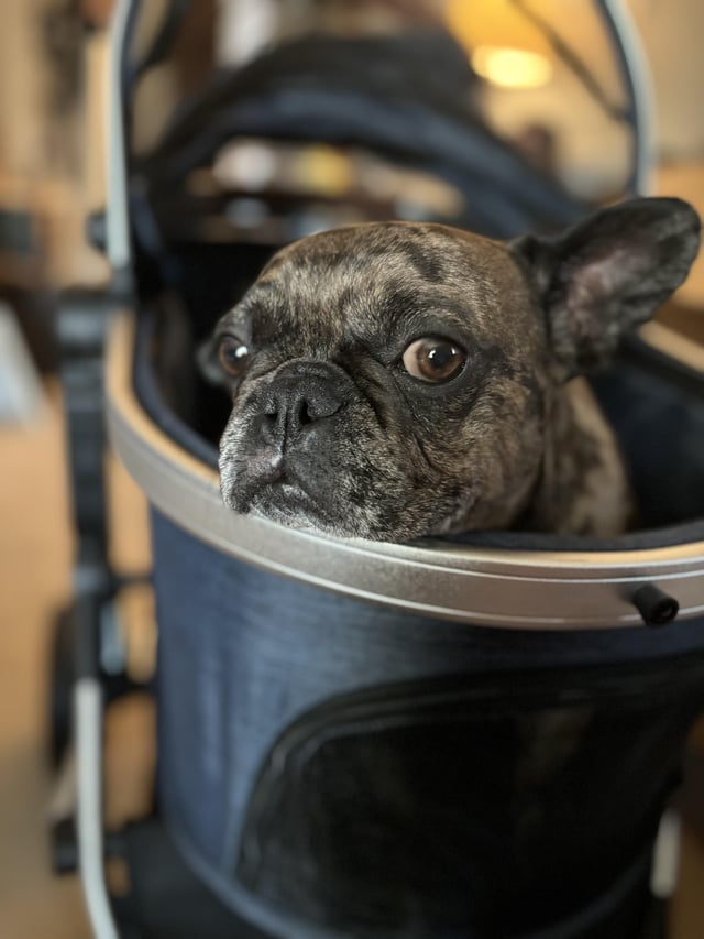 Cheezburger Image 10616910336