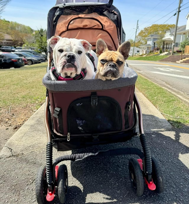 Cheezburger Image 10616910848