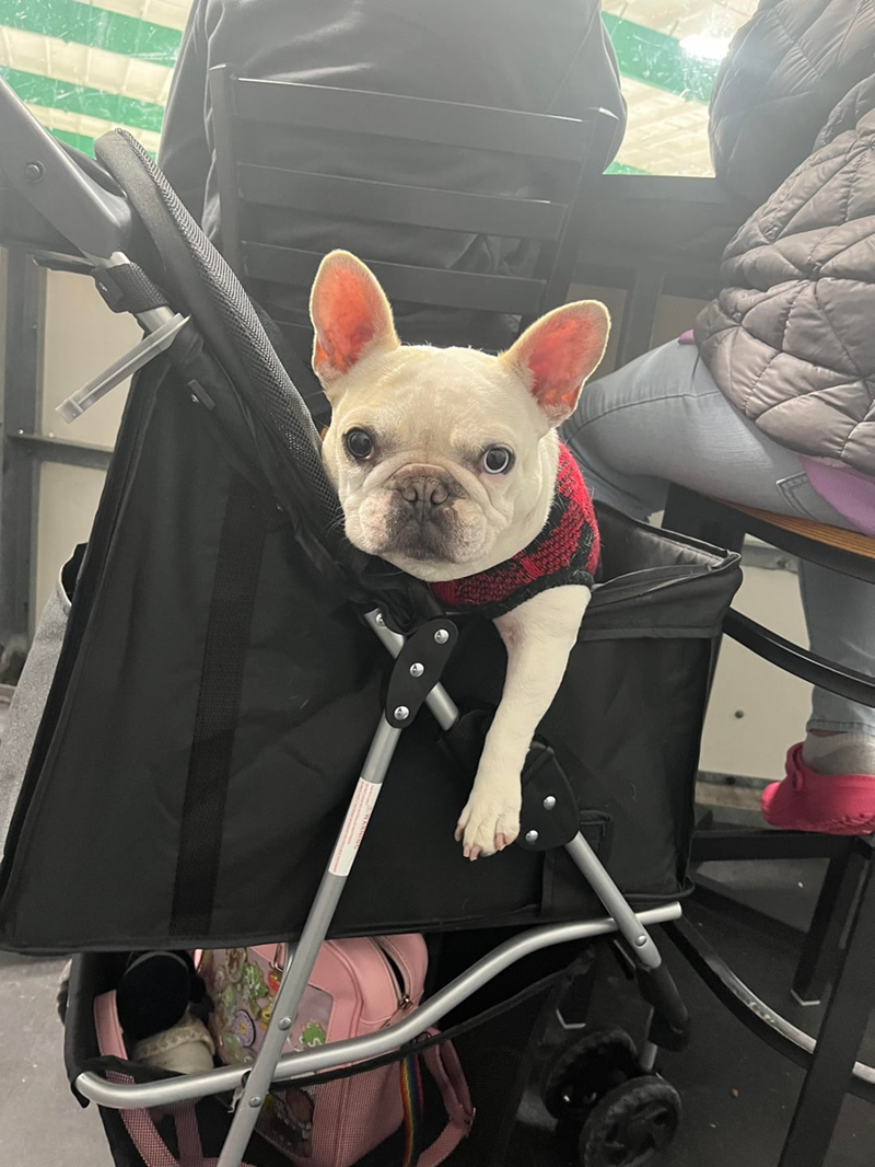 Cheezburger Image 10616911104