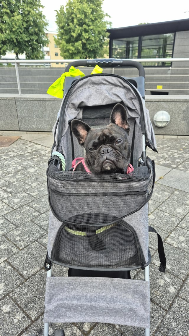 Cheezburger Image 10616911872