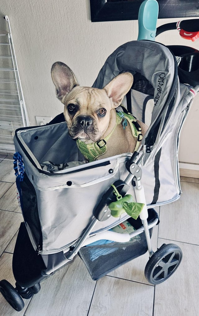 Cheezburger Image 10616912128