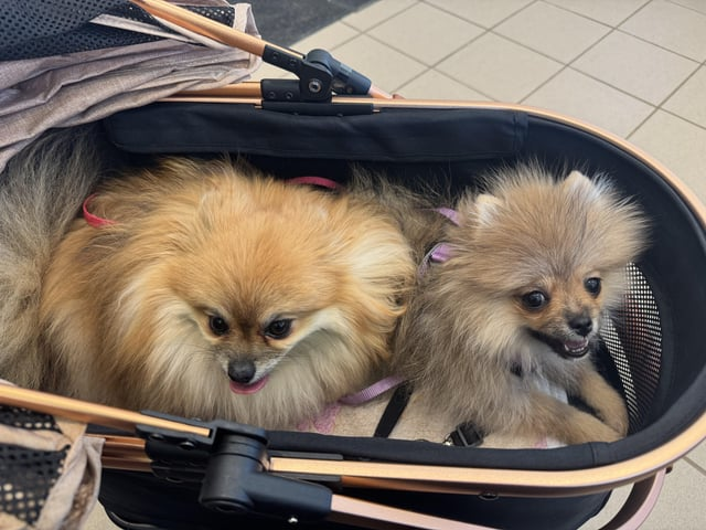 Cheezburger Image 10616912896