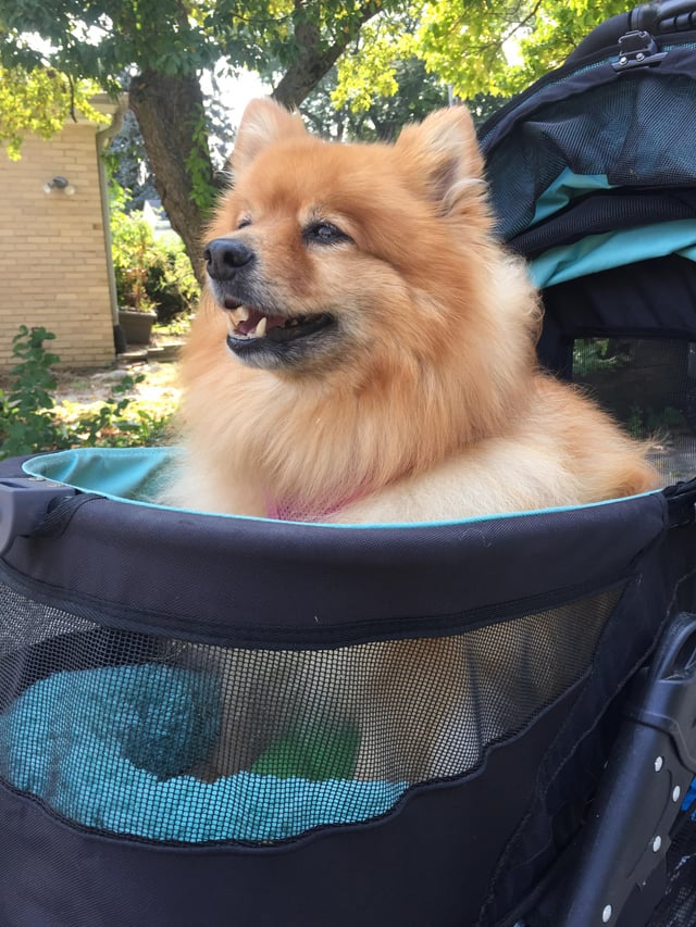 Cheezburger Image 10616915200