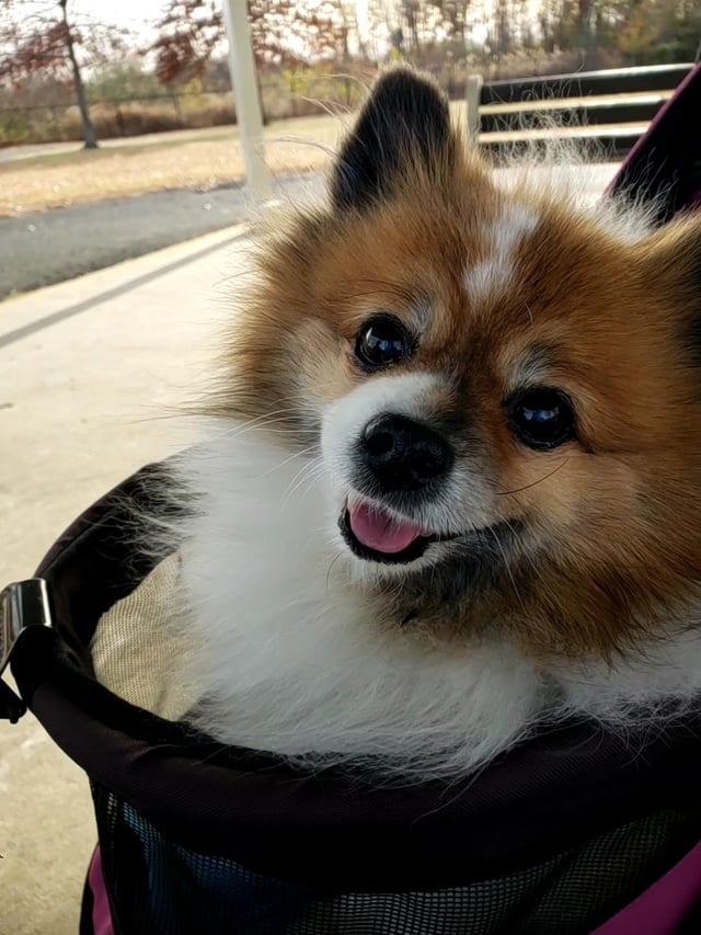 Cheezburger Image 10616915968