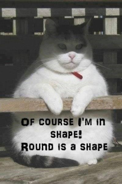 OF COURSE I'M in SHAPE! ROUND is a SHAPE