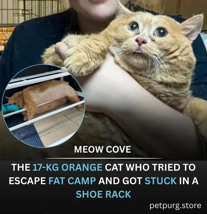 MEOW COVE THE 17-KG ORANGE CAT WHO TRIED TO ESCAPE FAT CAMP AND GOT STUCK IN A SHOE RACK petpurg.store