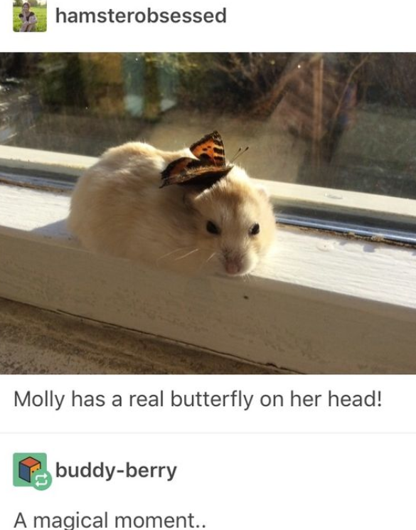 hamsterobsessed Molly has a real butterfly on her head! buddy-berry A magical moment..