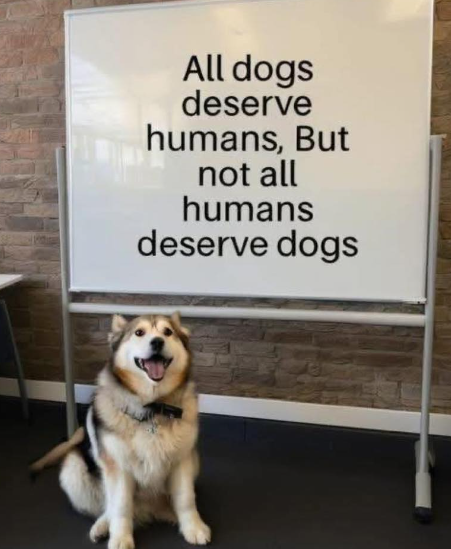 All dogs deserve humans, But not all humans deserve dogs