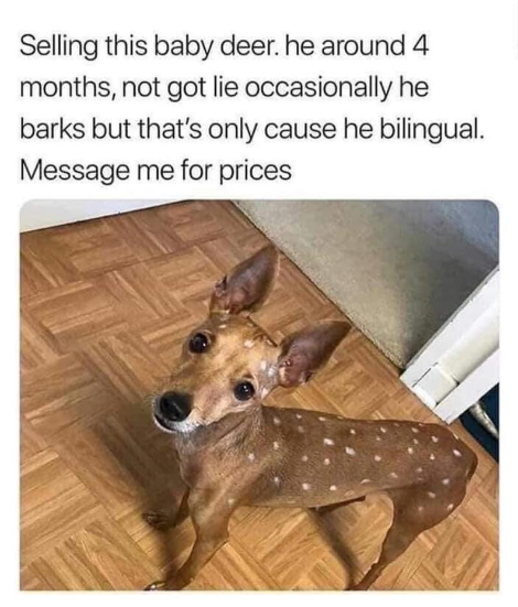 Selling this baby deer. he around 4 months, not got lie occasionally he barks but that's only cause he bilingual. Message me for prices