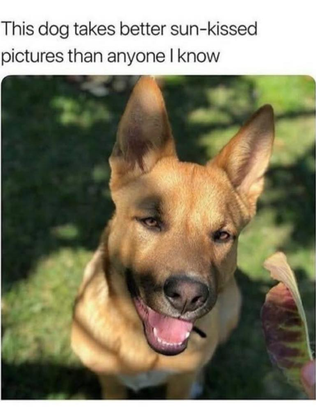 This dog takes better sun-kissed pictures than anyone I know