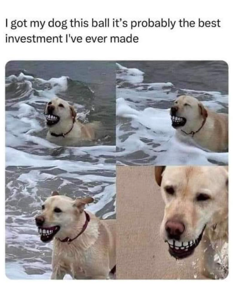 I got my dog this ball it's probably the best investment I've ever made