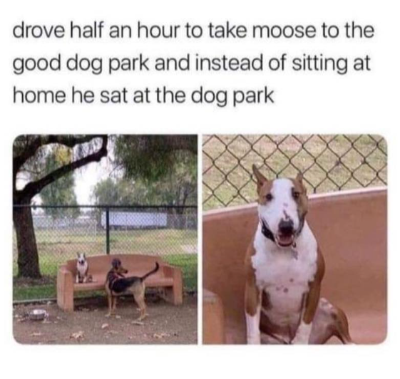 drove half an hour to take moose to the good dog park and instead of sitting at home he sat at the dog park