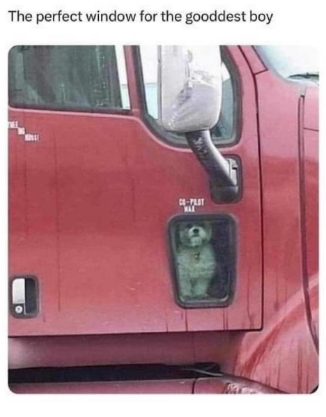 The perfect window for the gooddest boy CO-PLOT MAX