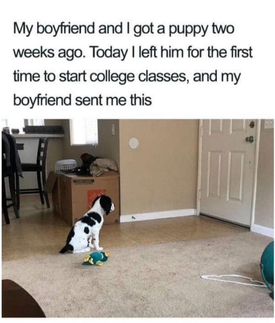My boyfriend and I got a puppy two weeks ago. Today I left him for the first time to start college classes, and my boyfriend sent me this
