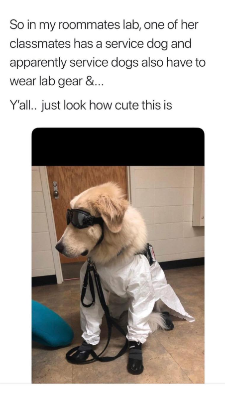 So in my roommates lab, one of her classmates has a service dog and apparently service dogs also have to wear lab gear &... Y'all.. just look how cute this is