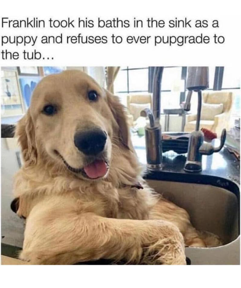 Franklin took his baths in the sink as a puppy and refuses to ever pupgrade to the tub...
