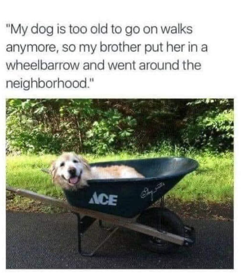 "My dog is too old to go on walks anymore, so my brother put her in a wheelbarrow and went around the neighborhood." ACE