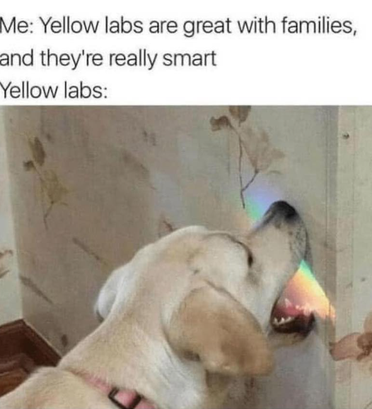 Me: Yellow labs are great with families, and they're really smart Yellow labs: