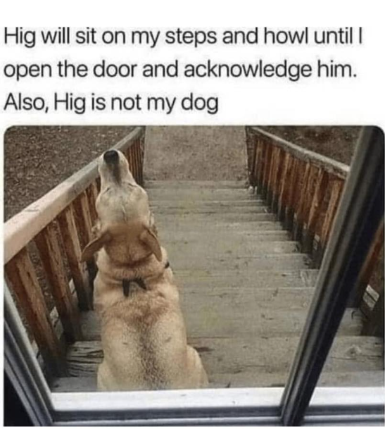 Hig will sit on my steps and howl until I open the door and acknowledge him. Also, Hig is not my dog