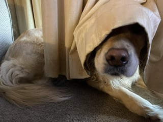 Cheezburger Image 10616950272