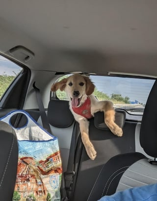 Cheezburger Image 10616950528