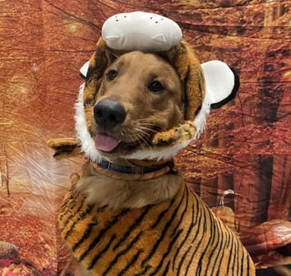 Cheezburger Image 10616950784