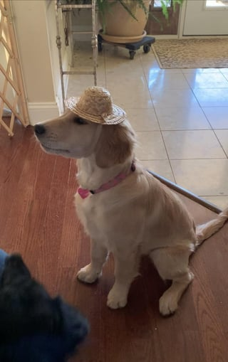 Cheezburger Image 10616951296