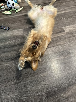 Cheezburger Image 10616951552