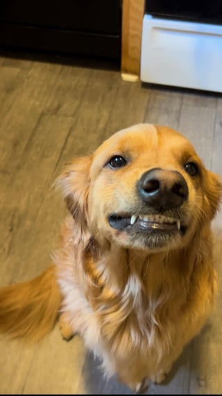 Cheezburger Image 10616952576