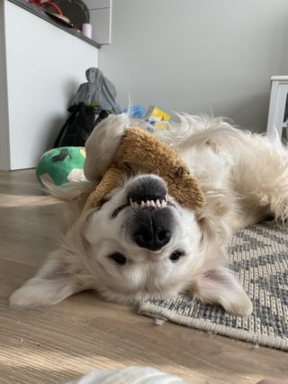 Cheezburger Image 10616953088