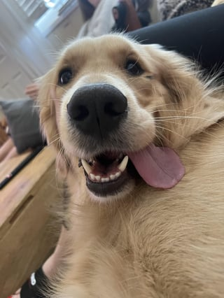 Cheezburger Image 10616953344