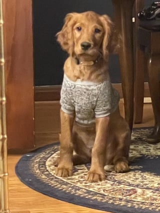 Cheezburger Image 10616954112