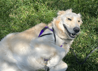 Cheezburger Image 10616954368