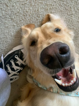 Cheezburger Image 10616954624