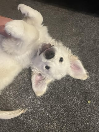 Cheezburger Image 10616955136