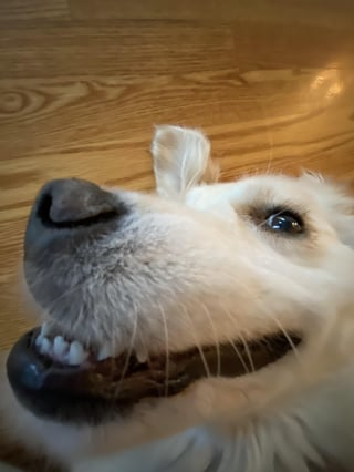 Cheezburger Image 10616955392