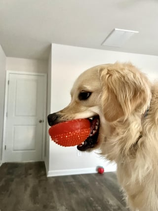 Cheezburger Image 10616956416