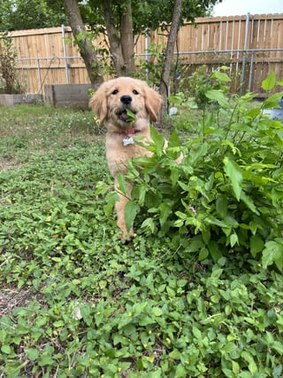 Cheezburger Image 10616956672